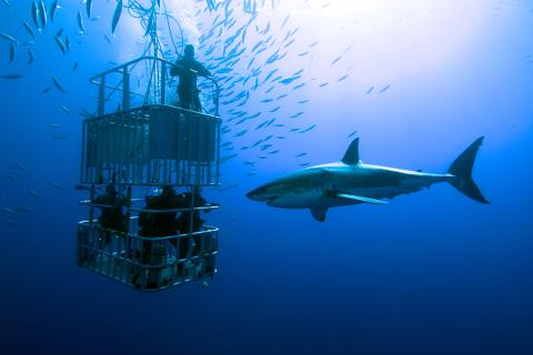 Cage diving, Cape Town, South Africa