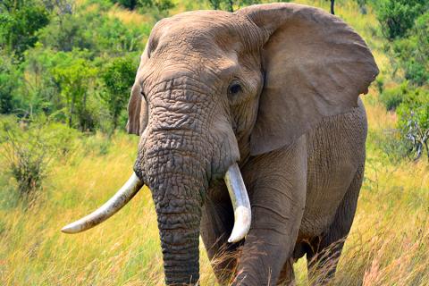 Take the opportunity to go "Elephanting" at White Elephant Lodge