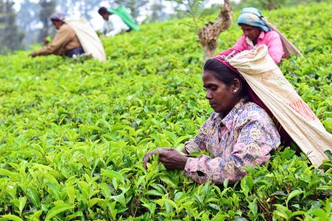 Learn how tea is made at a traditional tea plantation