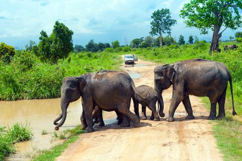 Sit back and watch elephants plod past you in Uda Walawe National Park