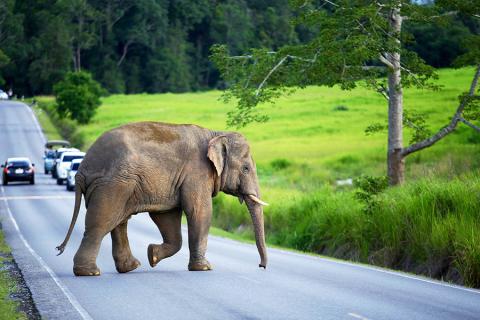 Khao Yai National Park is a fantastic place for wildlife spotting