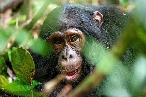 Meet the chimps a Kibale Forest National Park