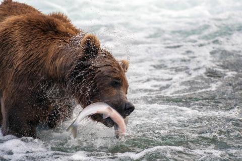 Bears gather to catch the jumping salmon at Brooks Falls