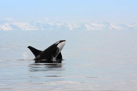 Killer whale in the Prince Williamd Sound, Alaska | 5 Best places to go whale watching