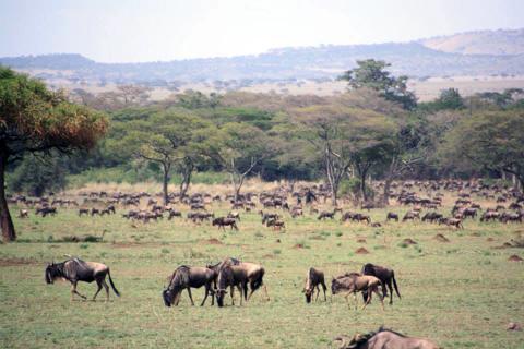 Wilderbeest grazing on the Serengeti