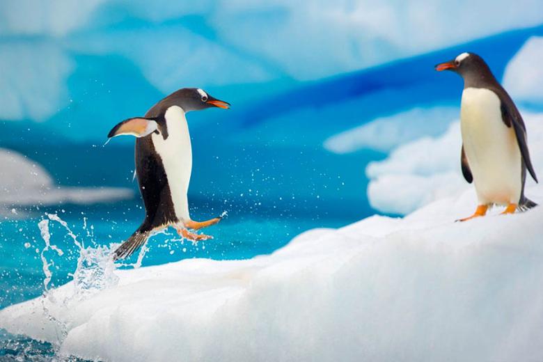 See penguins amongst the glaciers of Antarctica | Travel Nation