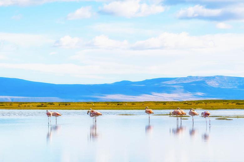 See flamingos on the lake at El Calafate | Travel Nation