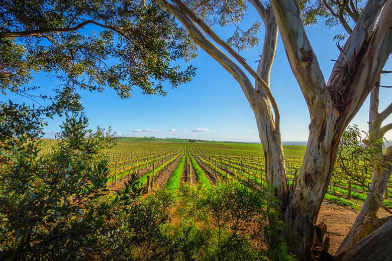 Take local wines in Adelaide's Barossa Valley | Travel Nation
