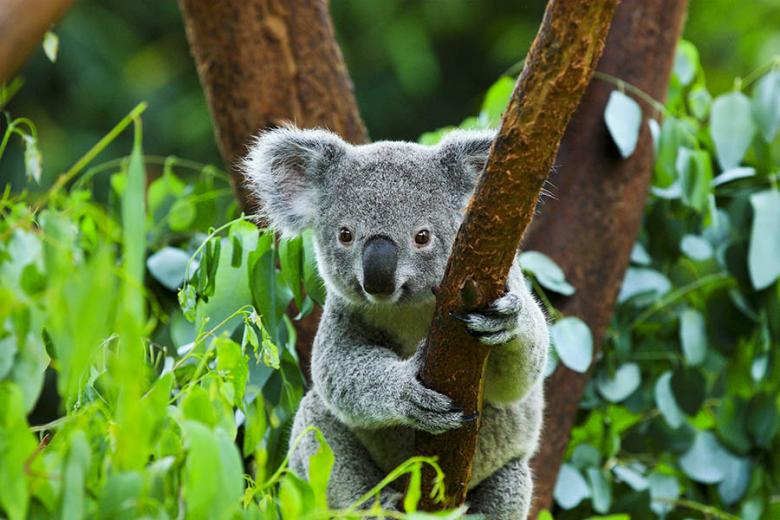 See cuddly koalas in Queensland, Australia | Travel Nation