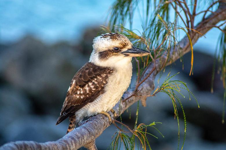 Spot kookaburras in Tallebudgera, Gold Coast | Travel Nation