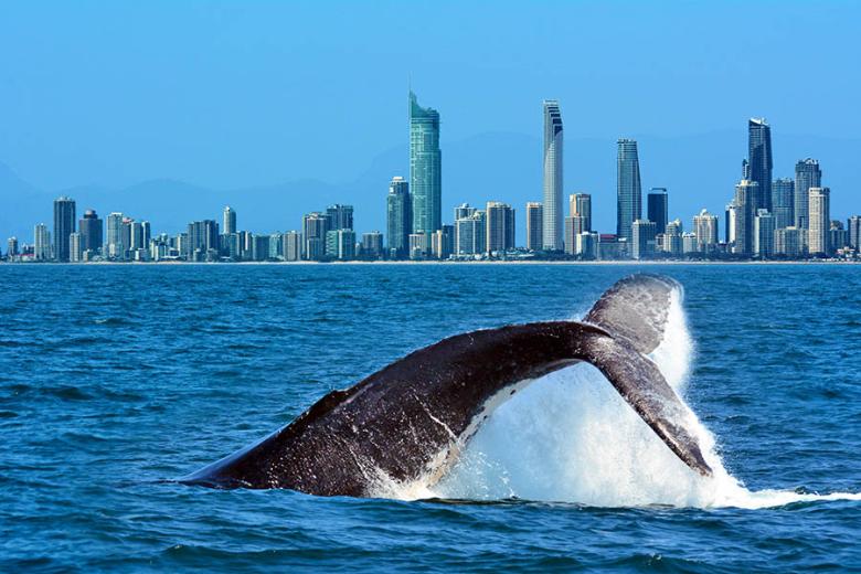 Spot whales off Australia's Gold Coast | Travel Nation