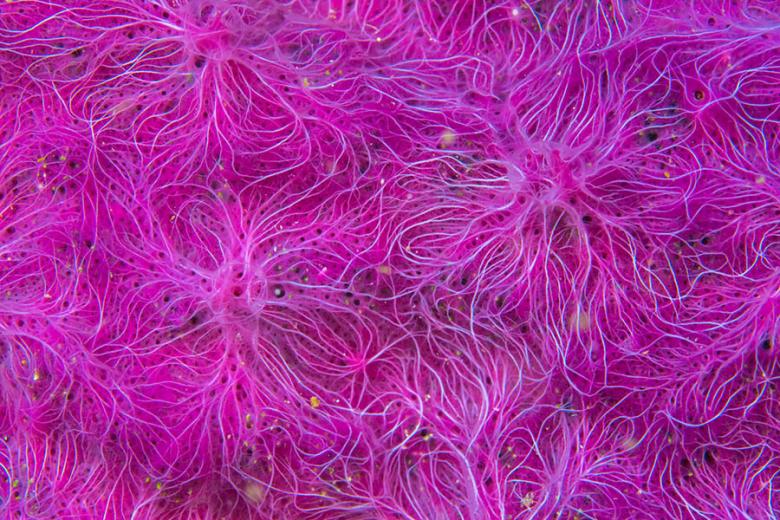 See incredible coral on the Great Barrier Reef | Travel Nation