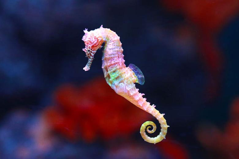Spot seahorses as you snorkel or dive on the Great Barrier Reef | Travel Nation