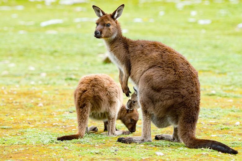 See wild kangaroos on Kangaroo Island | Travel Nation