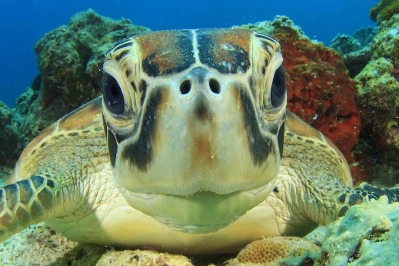Snorkel with turtles on the Great Barrier Reef | Travel Nation