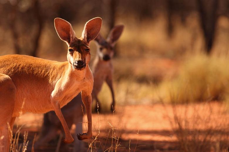 Spot wild kangaroos as you travel to Uluru | Travel Nation