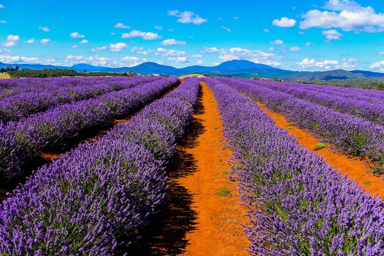 Visit Bridestowe Lavender Estate in Tasmania | Travel Nation