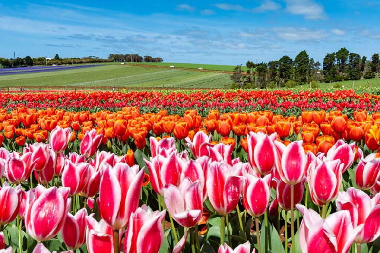 Take a detour to the tulip fields of Table Cape | Travel Nation