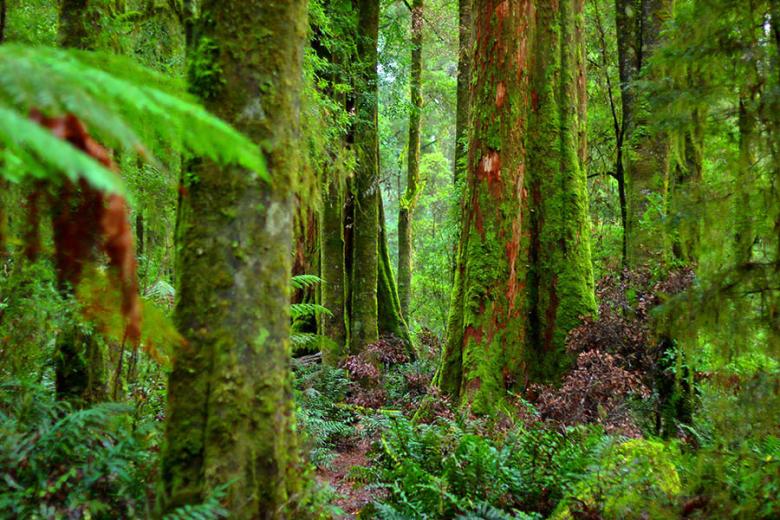 Explore the ancient Tarkine Rainforest | Travel Nation
