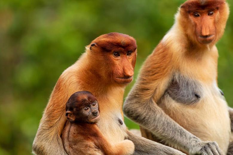 Spot proboscis monkeys in Sabah | Travel Nation