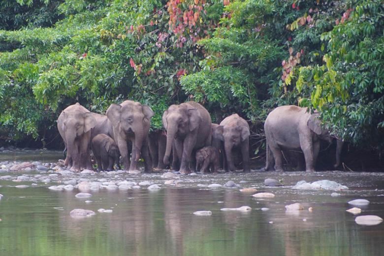 Spot pygmy elephants in Borneo's Danum Valley | Travel Nation