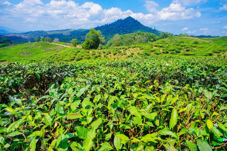 Visit the Sabah tea plantation in North Borneo | Travel Nation