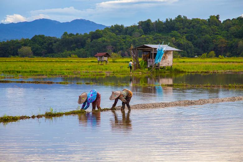 Visit rural villages and rice farmers in Sabah, Borneo | Travel Nation