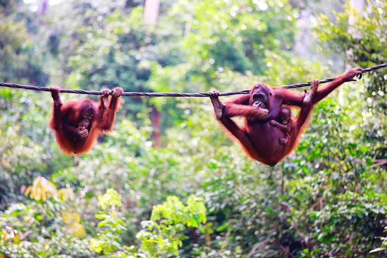 The Sepilok Orangutan Rehabilitation Centre was a highlight for the kids
