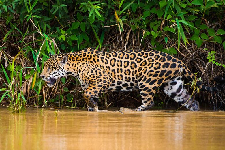 Look for jaguars on the prowl in the Pantanal | Travel Nation