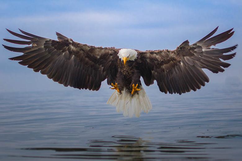 Spot bald eagles as you explore British Columbia | Travel Nation