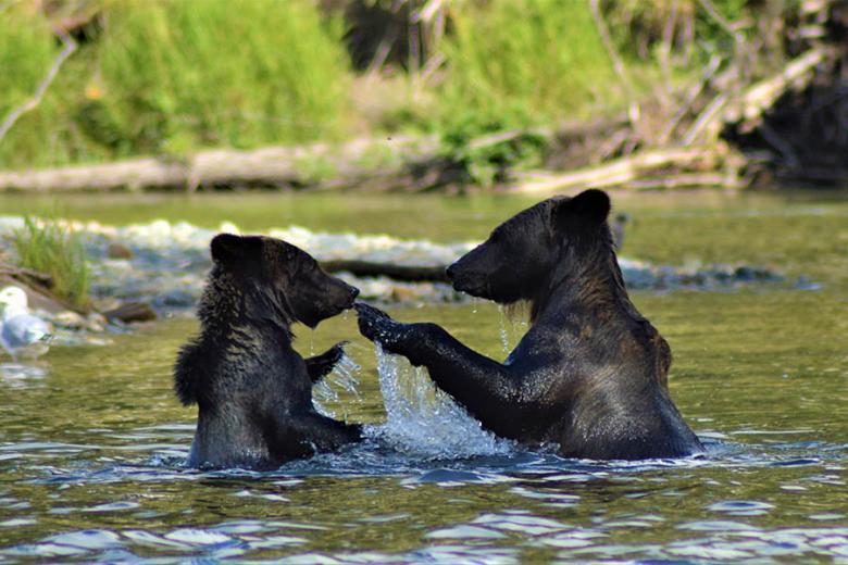 Grizzly bear cubs at play, British Columbia | Travel Nation