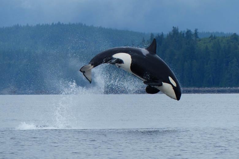 See orcas breaching in the waters of British Columbia | Photo credit: Destination BC and Garry Henkel