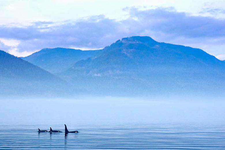 See orca whales swimming off the shores of Vancouver Island | Travel Nation