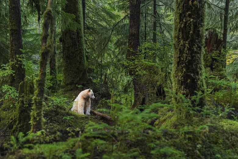 Search for Spirit Bears in the Great Bear Rainforest | Credit Destination BC and Yuri Choufour