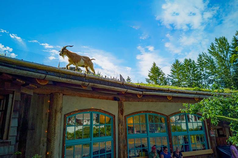 See the goats on the roof at Coombs Old Country Market | Travel Nation