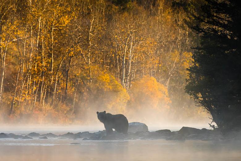 See grizzly bears in Canada in autumn | Travel Nation