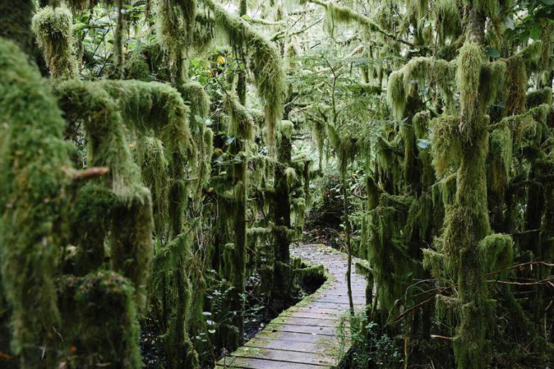 Explore the moss-covered islands of Haid Gwai | Photo credit: Destination BC and Grant Harder