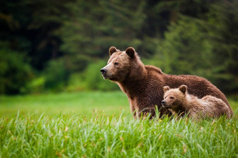Get closer to grizzly bears than you ever imagined | Credit: Knight Inlet Lodge