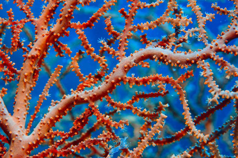 Be sure to steer clear of the coral when snorkelling and diving | Travel Nation