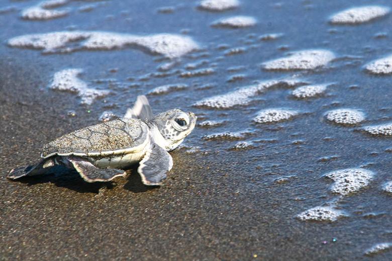 See green turtles hatching in Tortuguero | Travel Nation