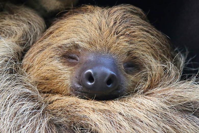 See sleepy sloths in Costa Rica | Travel Nation