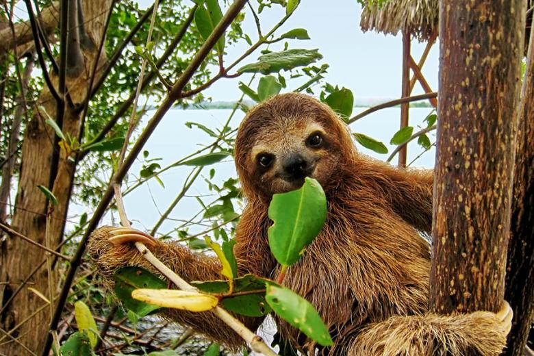 See smiling three-toed sloths in Costa Rica | Travel Nation