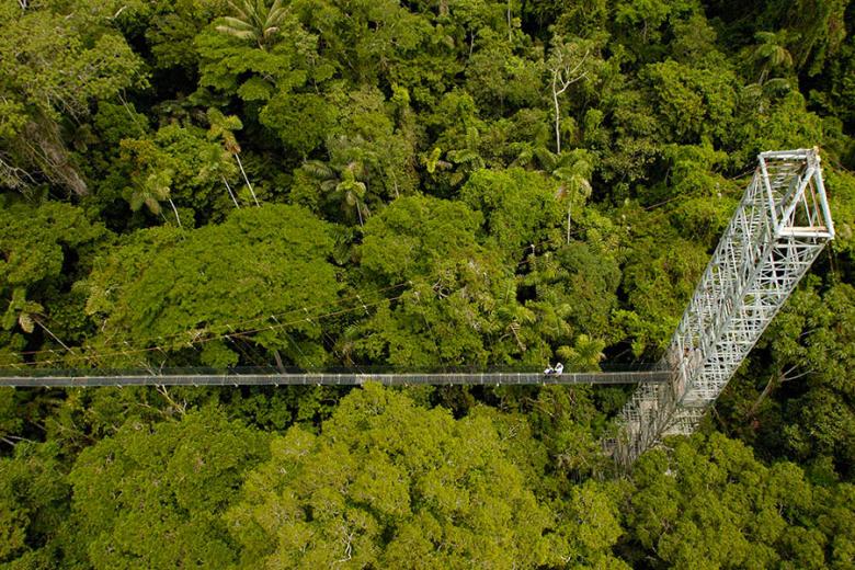 Explore the rainforest canopy from Sacha Lodge | Photo credit: Sacha Lodge