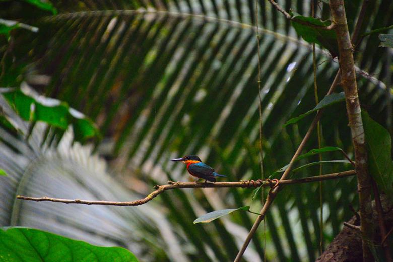 See beautiful pygmy kingfishers in the Ecuadorian Amazon | Travel Nation