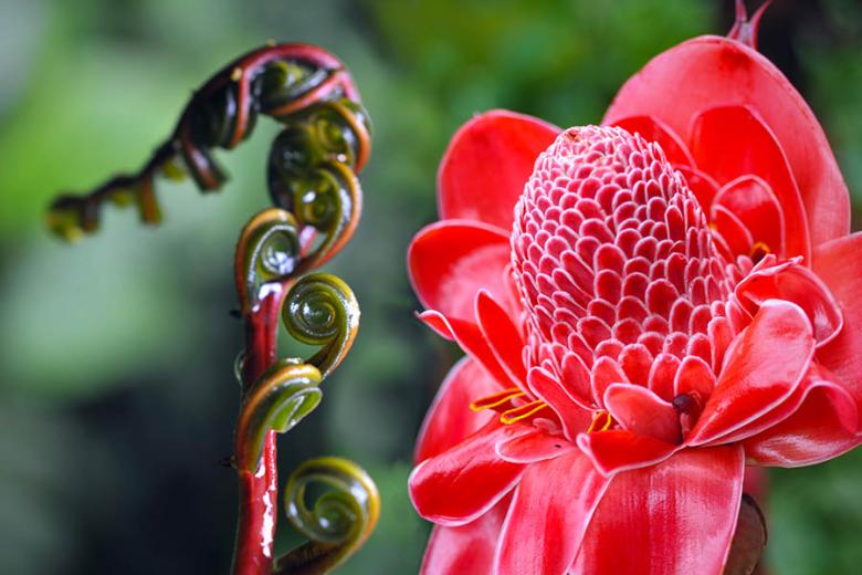 See incredible Torch Ginger plants in the Ecuadorian Amazon | Travel Nation