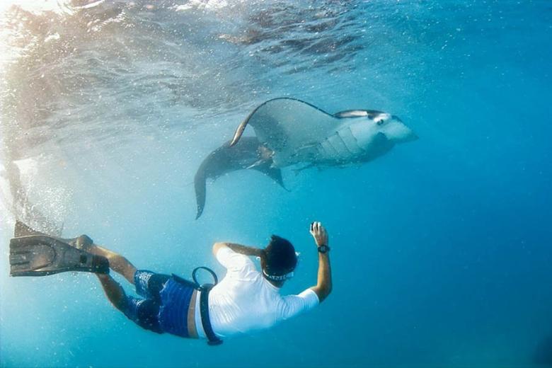 Snorkelling with manta rays in Fiji | Travel Nation