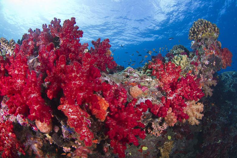 See incredible coral on Fiji's Coral Coast | Travel Nation