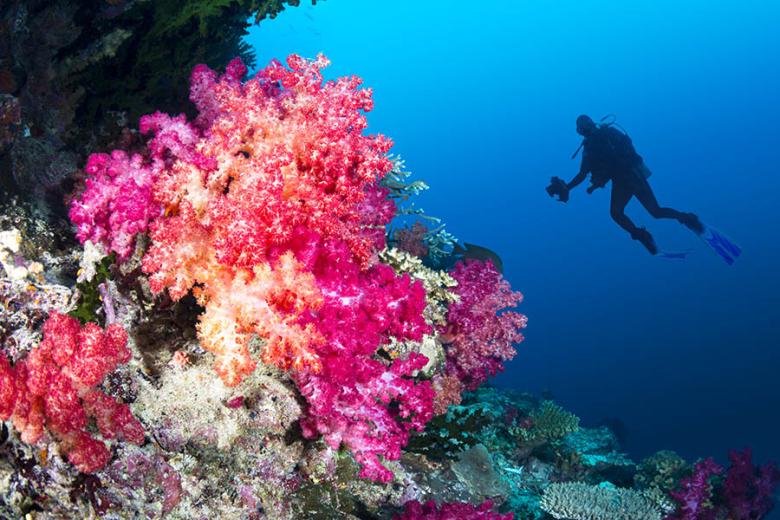 Faites de la plongée sous-marine dans l'un des plus beaux endroits au monde