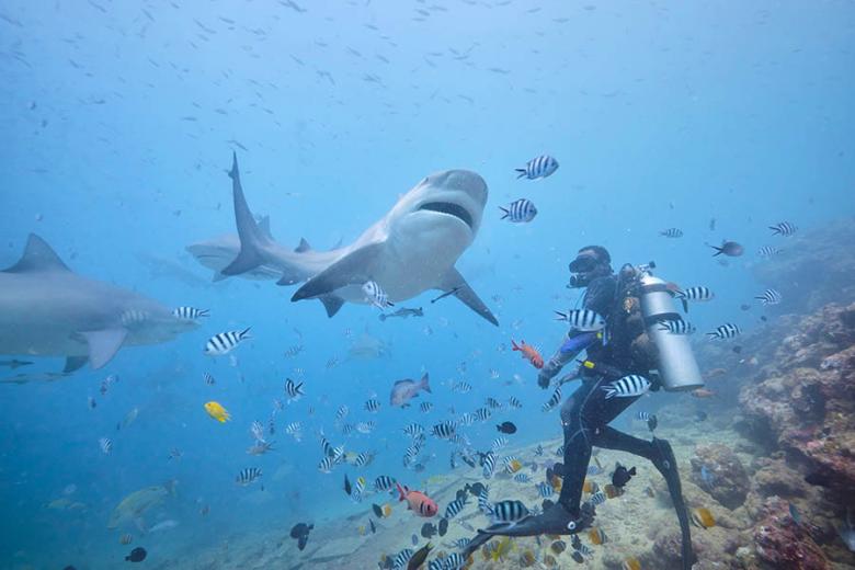 Dive with sharks in Fiji | Travel Nation