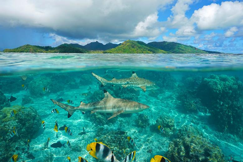 Discover the underwater world of Huahine Island | Travel Nation